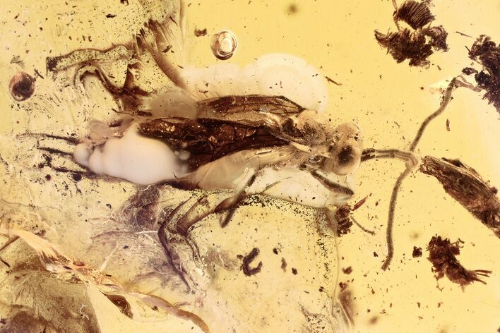 Detailed Fossil Ichneumon Wasp (Ichneumonidae) In Baltic Amber #330602